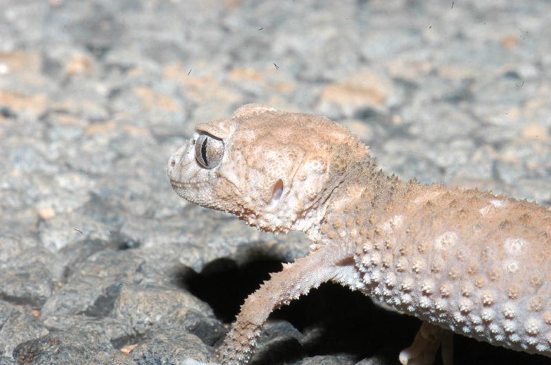 Centralian_Knob-Tailed_Gecko__Nephrurus_amyae__008.jpg