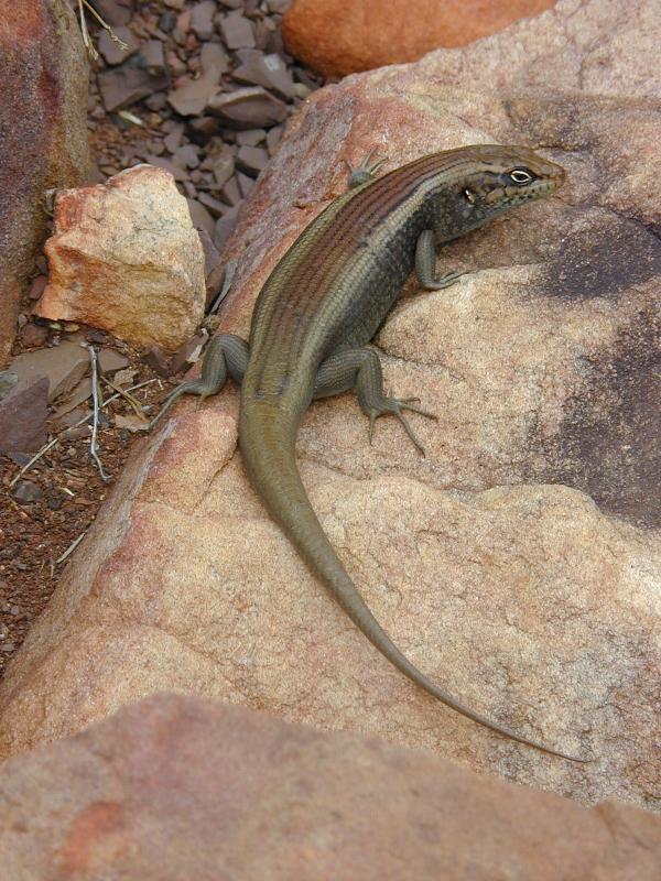 Centralian_Ranges_Rock-Skink__Liopholis_margaretae__002.jpg