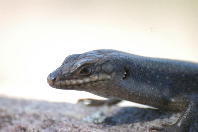 Centralian_Ranges_Rock-Skink__Liopholis_margaretae__003.jpg