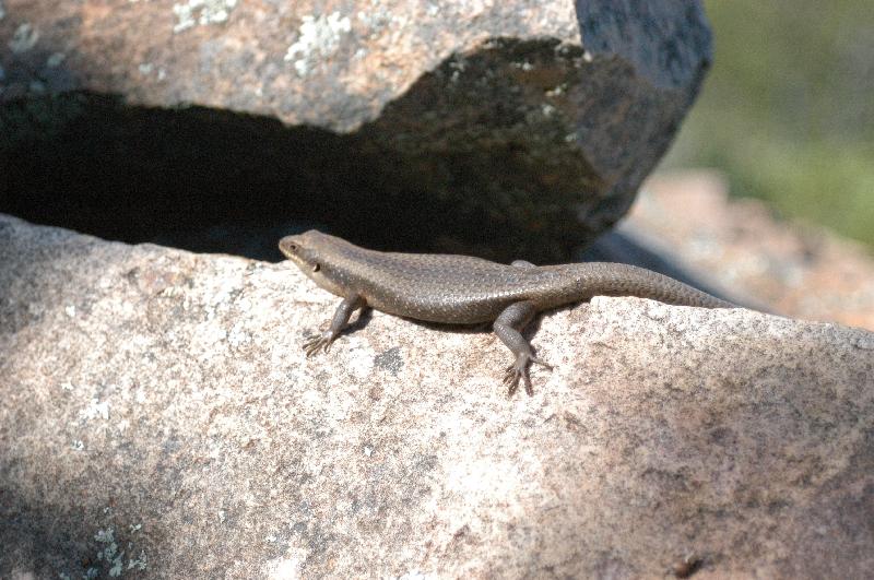 Centralian_Ranges_Rock-Skink__Liopholis_margaretae__004.jpg