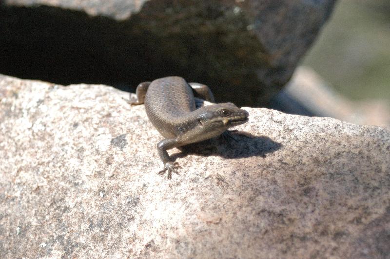 Centralian_Ranges_Rock-Skink__Liopholis_margaretae__005.jpg