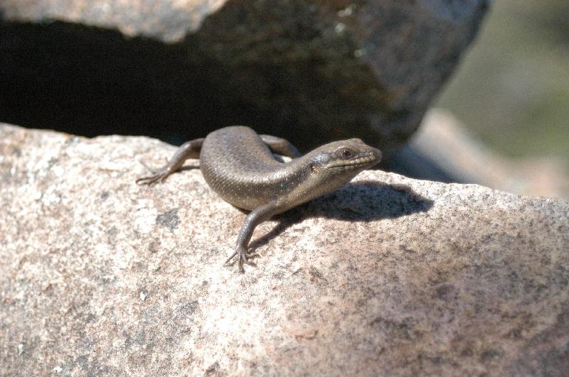 Centralian_Ranges_Rock-Skink__Liopholis_margaretae__006.jpg