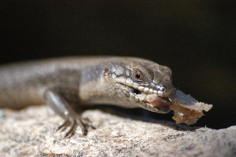 Centralian_Ranges_Rock-Skink__Liopholis_margaretae__007.jpg