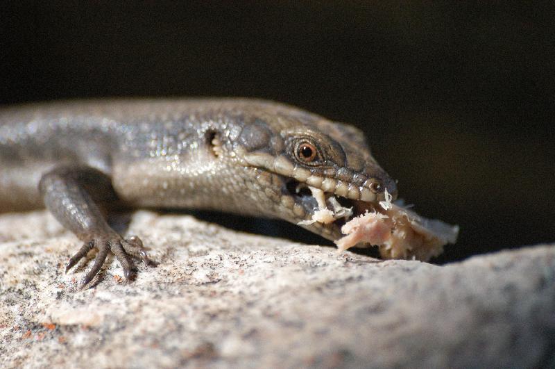 Centralian_Ranges_Rock-Skink__Liopholis_margaretae__008.jpg