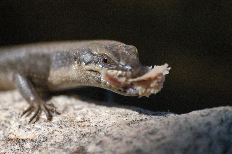 Centralian_Ranges_Rock-Skink__Liopholis_margaretae__009.jpg