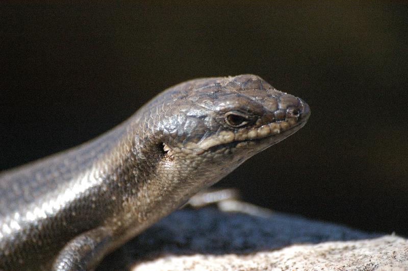 Centralian_Ranges_Rock-Skink__Liopholis_margaretae__010.jpg