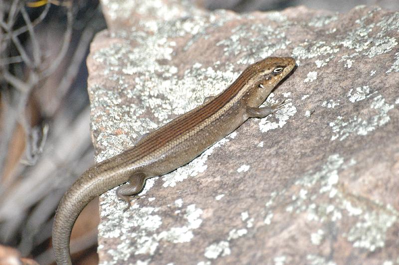 Centralian_Ranges_Rock-Skink__Liopholis_margaretae__011.jpg