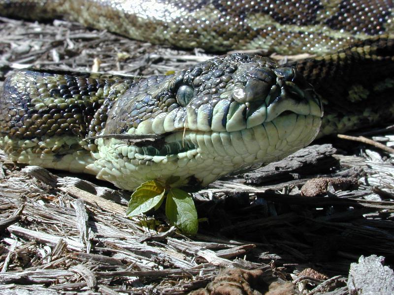 Coastal_Carpet_Python__Morelia_spilota_mcdowelli__001.jpg