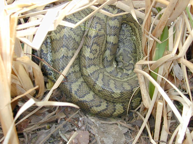 Coastal_Carpet_Python__Morelia_spilota_mcdowelli__004.jpg