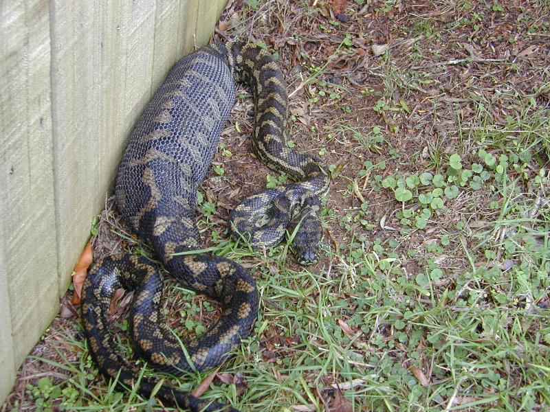 Coastal_Carpet_Python__Morelia_spilota_mcdowelli__005.jpg