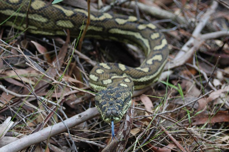 Coastal_Carpet_Python__Morelia_spilota_mcdowelli__010.jpg