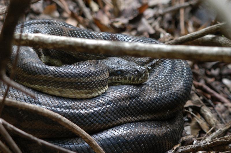 Coastal_Carpet_Python__Morelia_spilota_mcdowelli__013.jpg