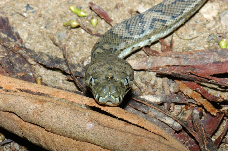 Coastal_Carpet_Python__Morelia_spilota_mcdowelli__014.jpg