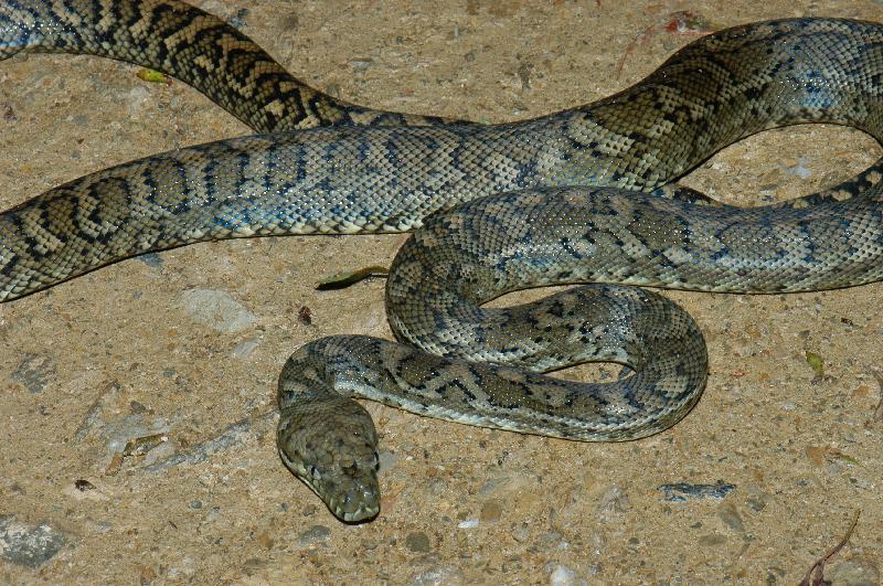 Coastal_Carpet_Python__Morelia_spilota_mcdowelli__015.jpg