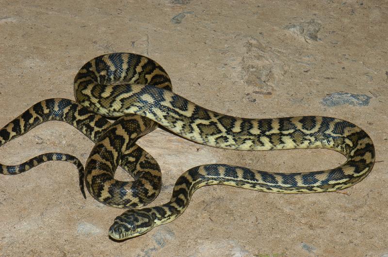 Coastal_Carpet_Python__Morelia_spilota_mcdowelli__016.jpg