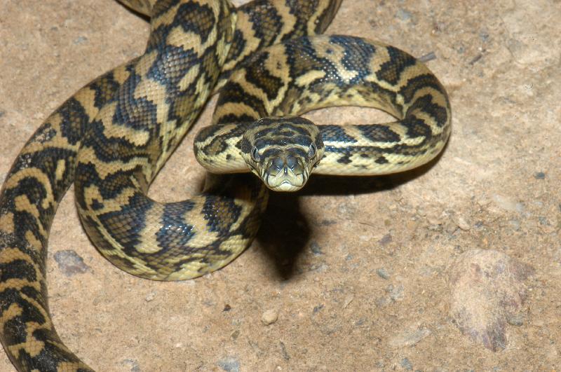 Coastal_Carpet_Python__Morelia_spilota_mcdowelli__018.jpg