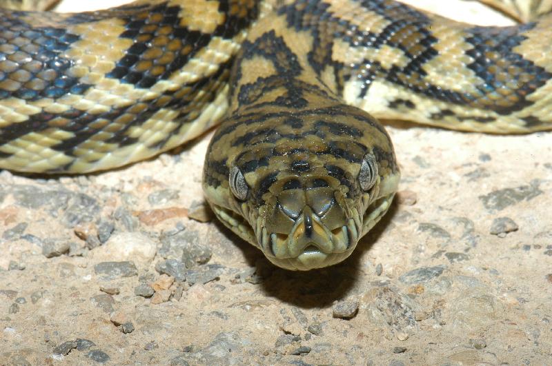 Coastal_Carpet_Python__Morelia_spilota_mcdowelli__020.jpg