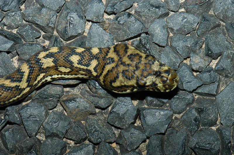 Coastal_Carpet_Python__Morelia_spilota_mcdowelli__023.jpg