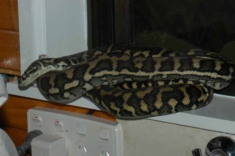 Coastal_Carpet_Python__Morelia_spilota_mcdowelli__025.jpg