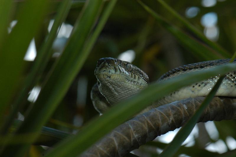 Coastal_Carpet_Python__Morelia_spilota_mcdowelli__026.jpg