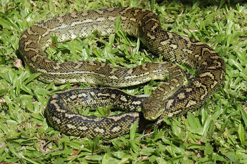 Coastal_Carpet_Python__Morelia_spilota_mcdowelli__038.jpg