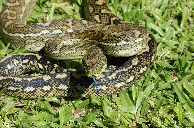 Coastal_Carpet_Python__Morelia_spilota_mcdowelli__040.jpg