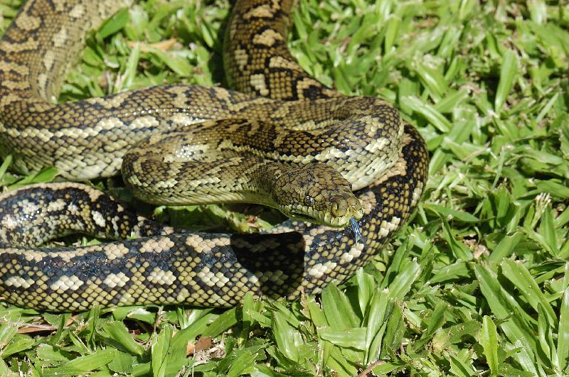 Coastal_Carpet_Python__Morelia_spilota_mcdowelli__042.jpg