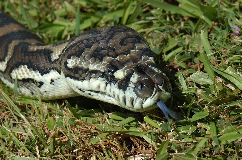 Coastal_Carpet_Python__Morelia_spilota_mcdowelli__044.jpg