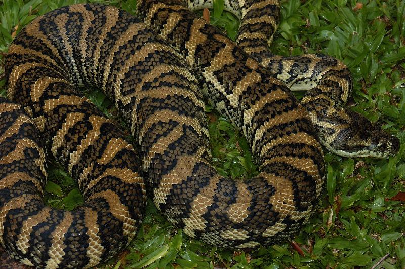 Coastal_Carpet_Python__Morelia_spilota_mcdowelli__050.jpg