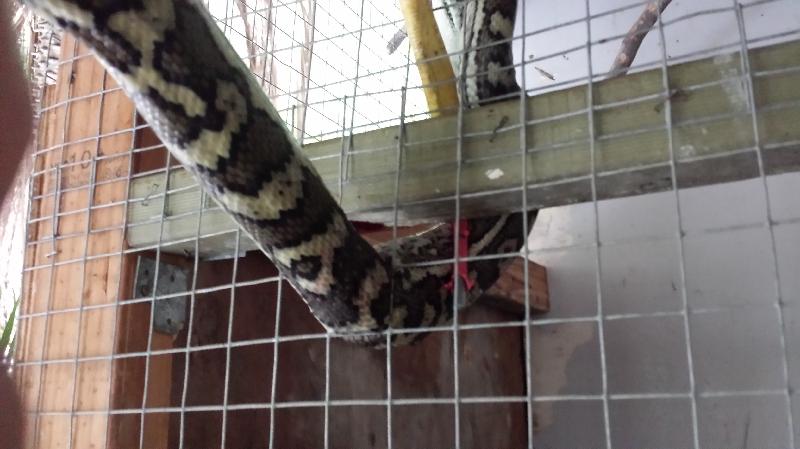 Coastal_Carpet_Python__Morelia_spilota_mcdowelli__080.jpg