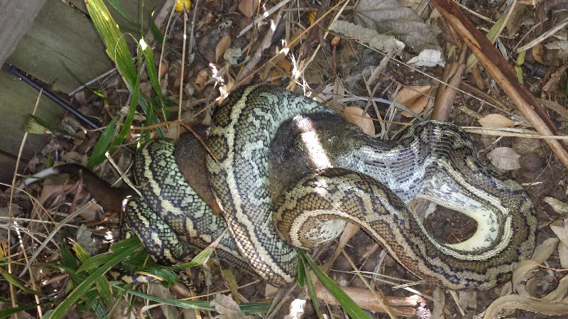Coastal_Carpet_Python__Morelia_spilota_mcdowelli__081.jpg
