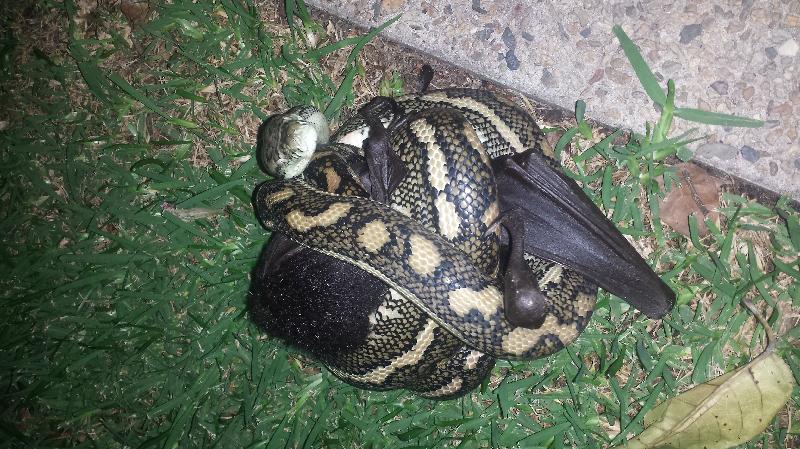 Coastal_Carpet_Python__Morelia_spilota_mcdowelli__129.jpg