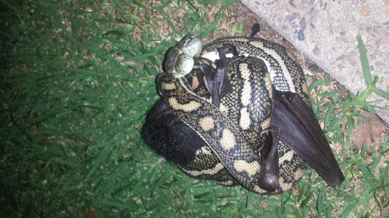 Coastal_Carpet_Python__Morelia_spilota_mcdowelli__130.jpg