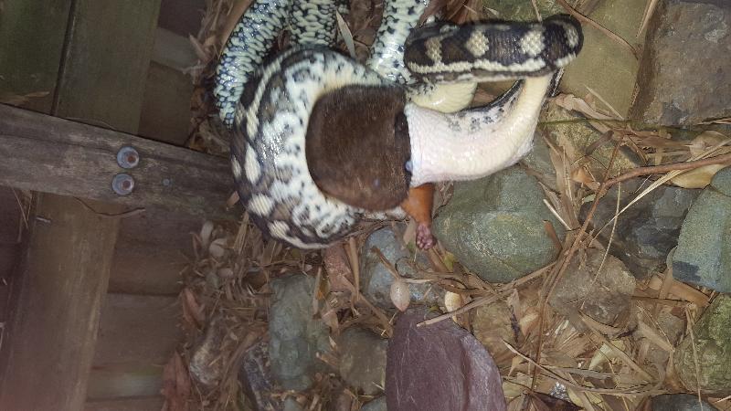Coastal_Carpet_Python__Morelia_spilota_mcdowelli__173.jpg