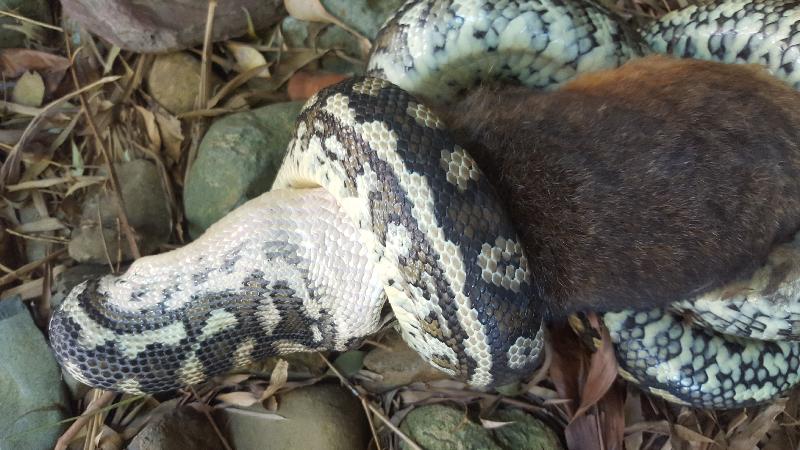 Coastal_Carpet_Python__Morelia_spilota_mcdowelli__174.jpg