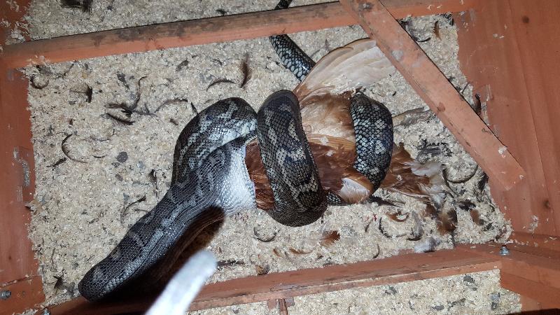 Coastal_Carpet_Python__Morelia_spilota_mcdowelli__184.jpg