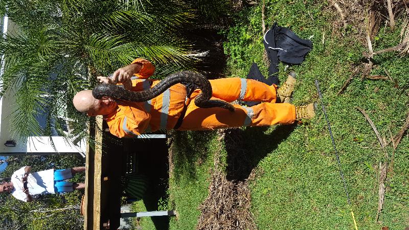 Coastal_Carpet_Python__Morelia_spilota_mcdowelli__197.jpg