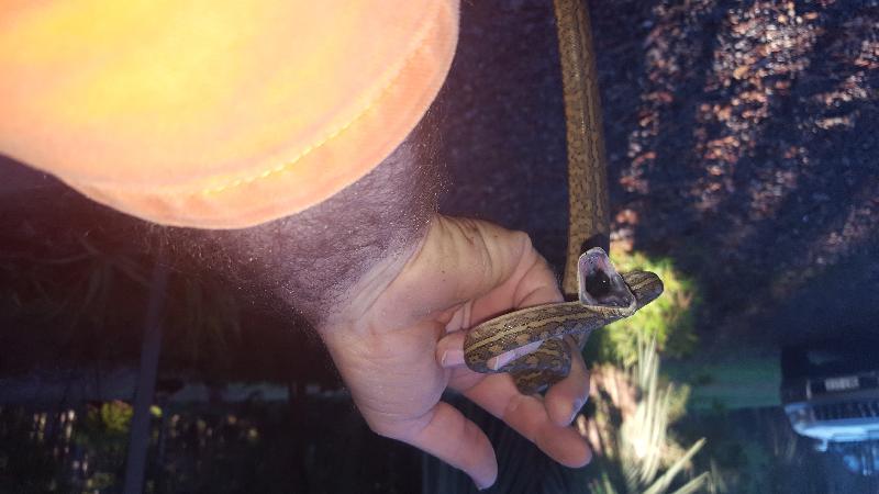 Coastal_Carpet_Python__Morelia_spilota_mcdowelli__198.jpg