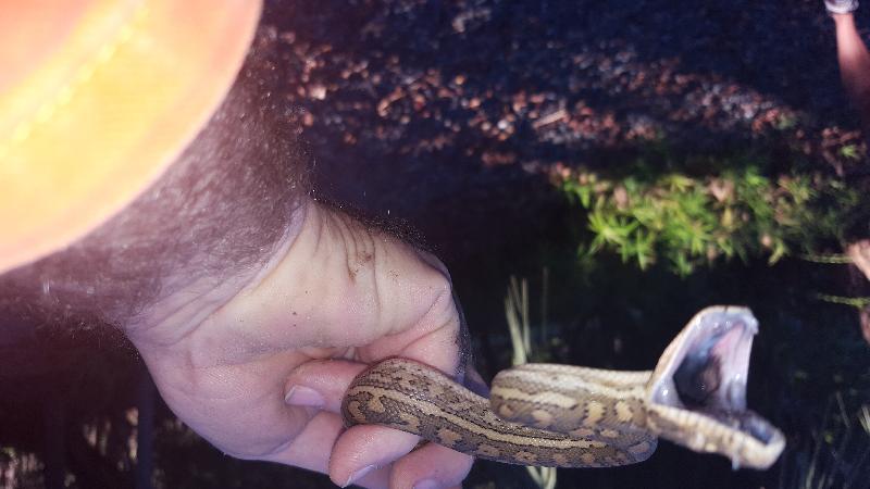 Coastal_Carpet_Python__Morelia_spilota_mcdowelli__200.jpg