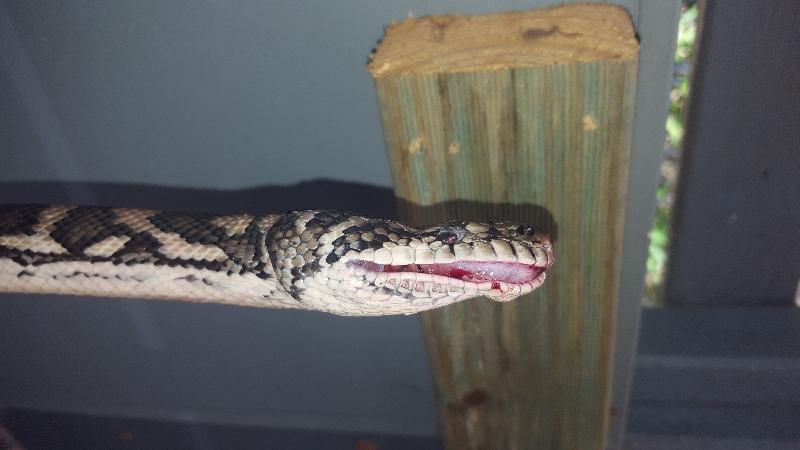 Coastal_Carpet_Python__Morelia_spilota_mcdowelli__202.jpg