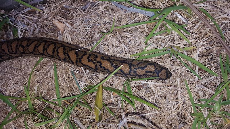 Coastal_Carpet_Python__Morelia_spilota_mcdowelli__212.jpg