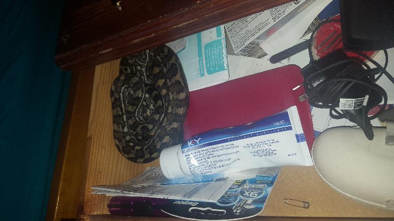 Coastal_Carpet_Python__Morelia_spilota_mcdowelli__219.jpg
