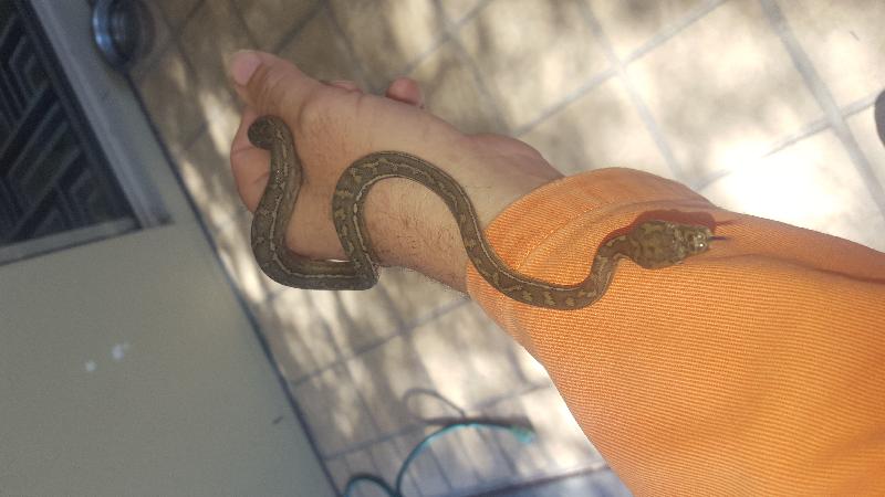 Coastal_Carpet_Python__Morelia_spilota_mcdowelli__226.jpg