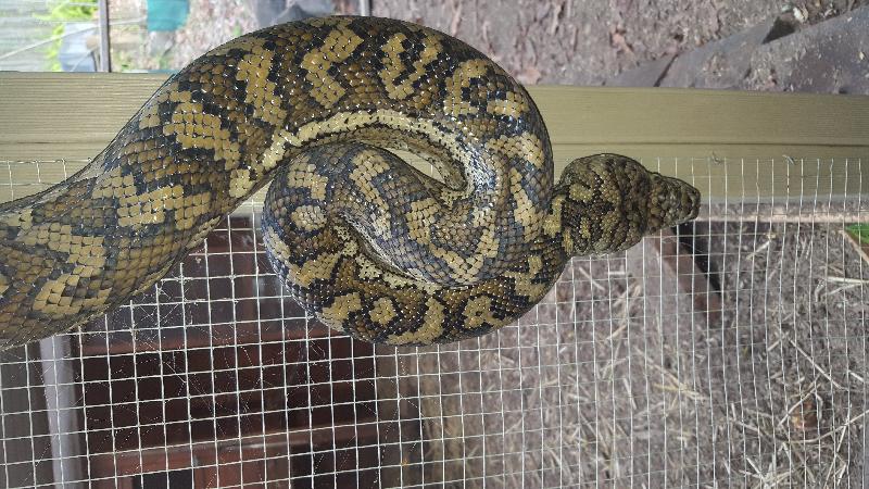 Coastal_Carpet_Python__Morelia_spilota_mcdowelli__239.jpg