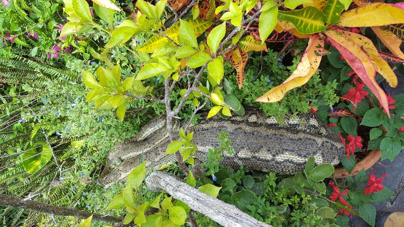 Coastal_Carpet_Python__Morelia_spilota_mcdowelli__242.jpg