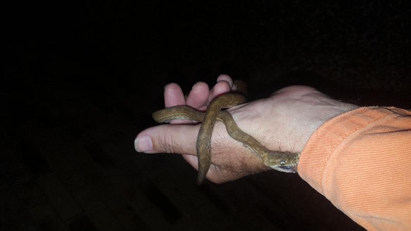 Coastal_Carpet_Python__Morelia_spilota_mcdowelli__247.jpg