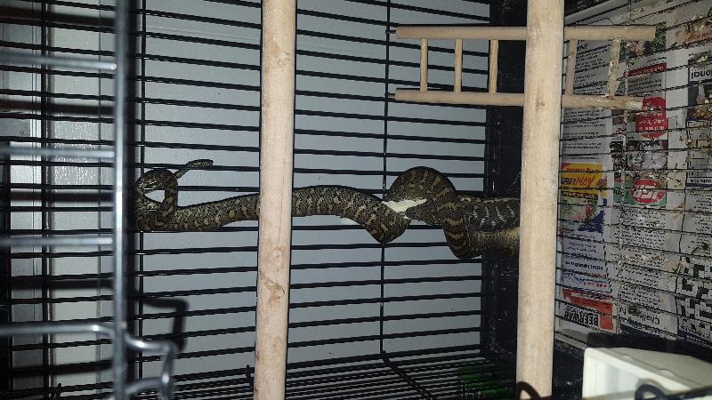 Coastal_Carpet_Python__Morelia_spilota_mcdowelli__257.jpg