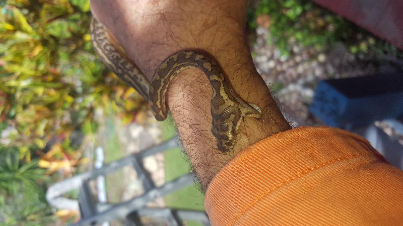 Coastal_Carpet_Python__Morelia_spilota_mcdowelli__274.jpg