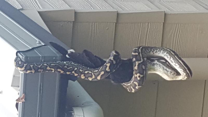 Coastal_Carpet_Python__Morelia_spilota_mcdowelli__292.jpg