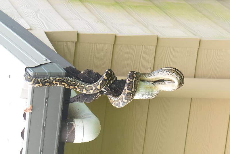 Coastal_Carpet_Python__Morelia_spilota_mcdowelli__306.jpg